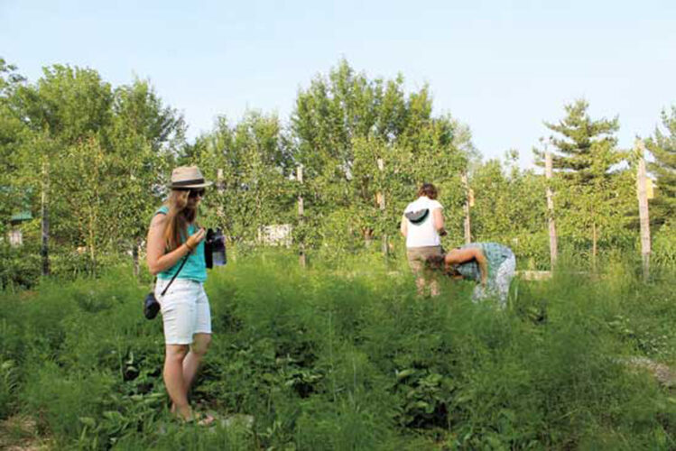 Community Food Forests on the Rise